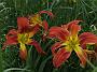 Hemerocallis Long Stocking
